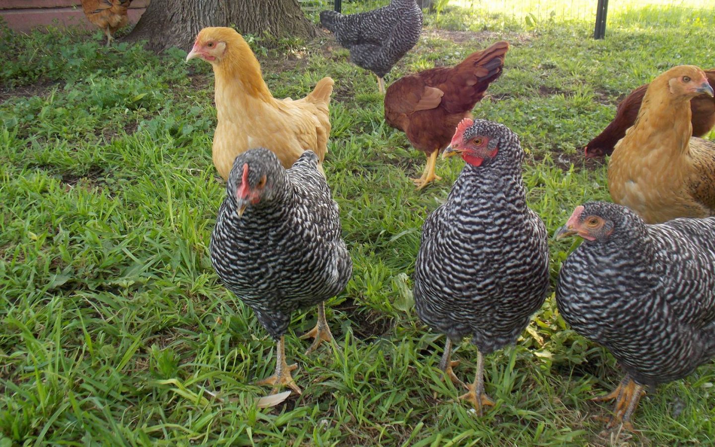 11227413_998130503541977_8974900261105279824_o