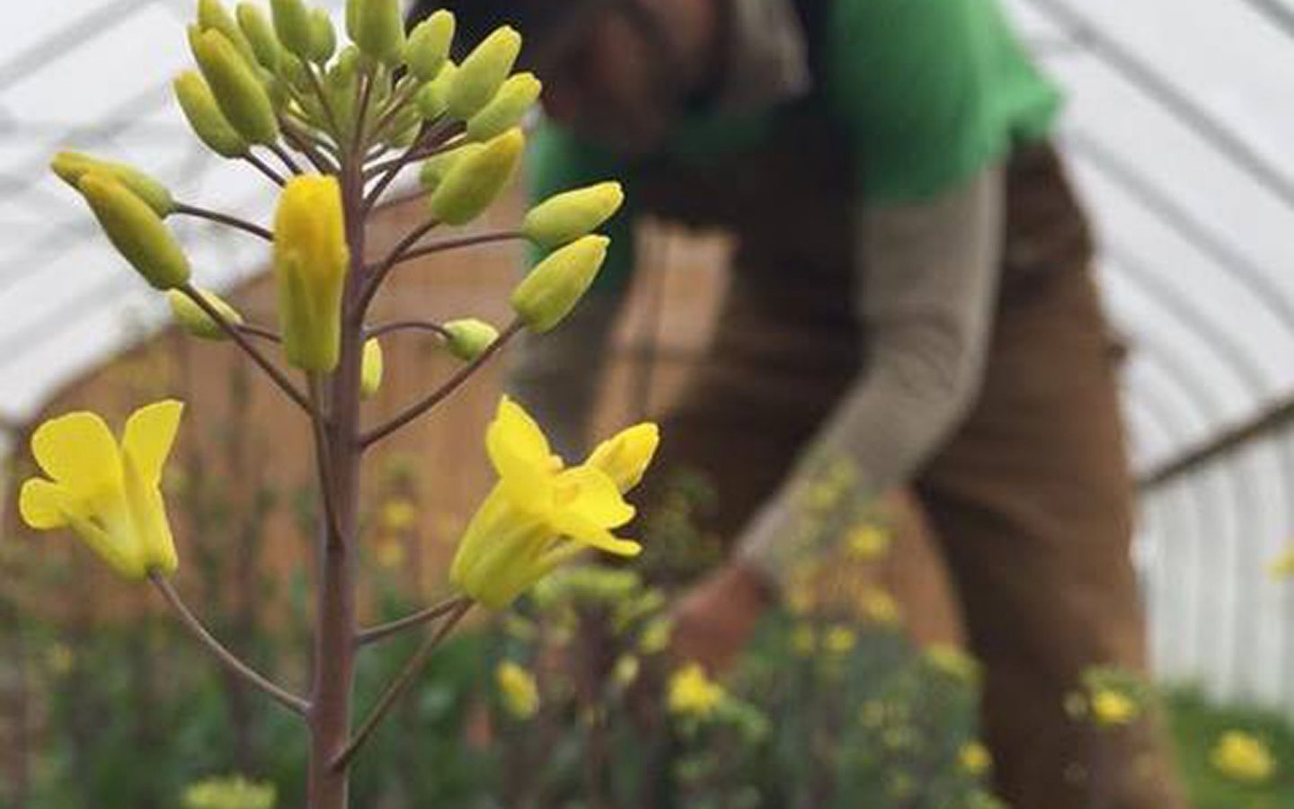 13094237_1149703455051347_4626224178931275680_n