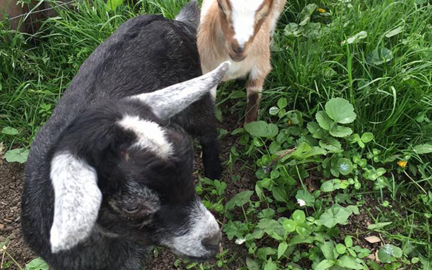 13267790_1166467626708263_3033624302123575593_n